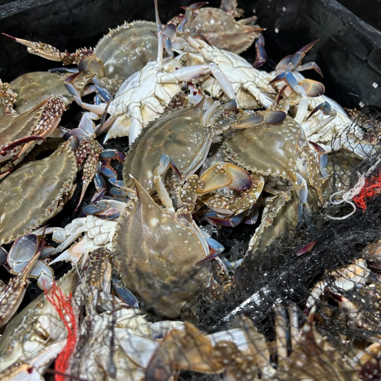 국내산 활 암꽃게 *급냉* 2kg (10~12미 내외)
