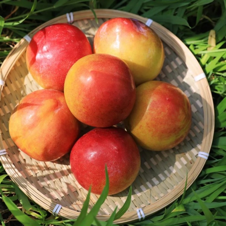 국내산 김천 꿀 자두 1.5kg